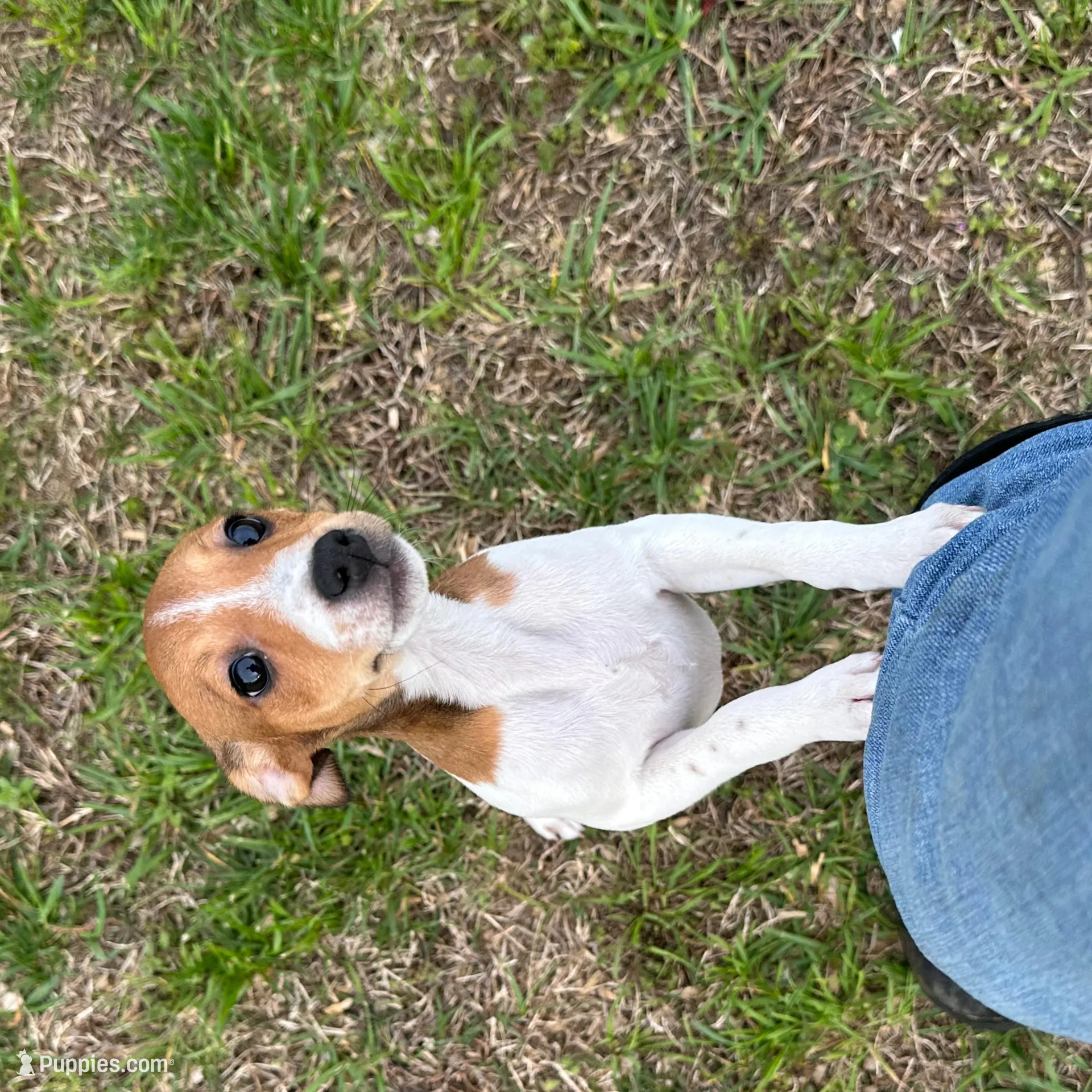 Chloe JRT, a female Parson Russell Terrier for sale in Birmingham, AL – Photo 9 of 10