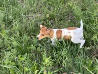 Chloe JRT, a female Parson Russell Terrier for sale in Birmingham, AL – Photo 5 of 10