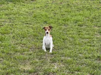 Chloe JRT, a female Parson Russell Terrier for sale in Birmingham, AL – Photo 2 of 10