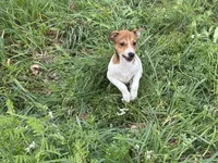 Chloe JRT, a female Parson Russell Terrier for sale in Birmingham, AL – Photo 7 of 10