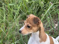 Chloe JRT, a female Parson Russell Terrier for sale in Birmingham, AL – Photo 3 of 10