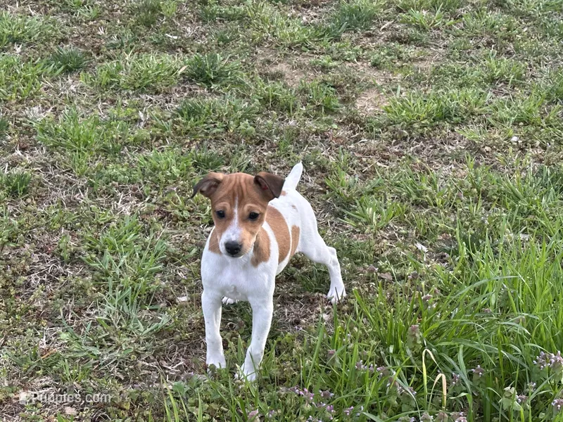 Chloe JRT – Parson Russell Terrier puppy for sale in Birmingham, AL
