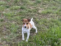 Chloe JRT, a female Parson Russell Terrier for sale in Birmingham, AL – Photo 1 of 10