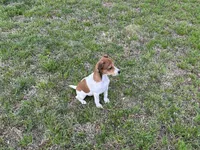 Chloe JRT, a female Parson Russell Terrier for sale in Birmingham, AL – Photo 8 of 10