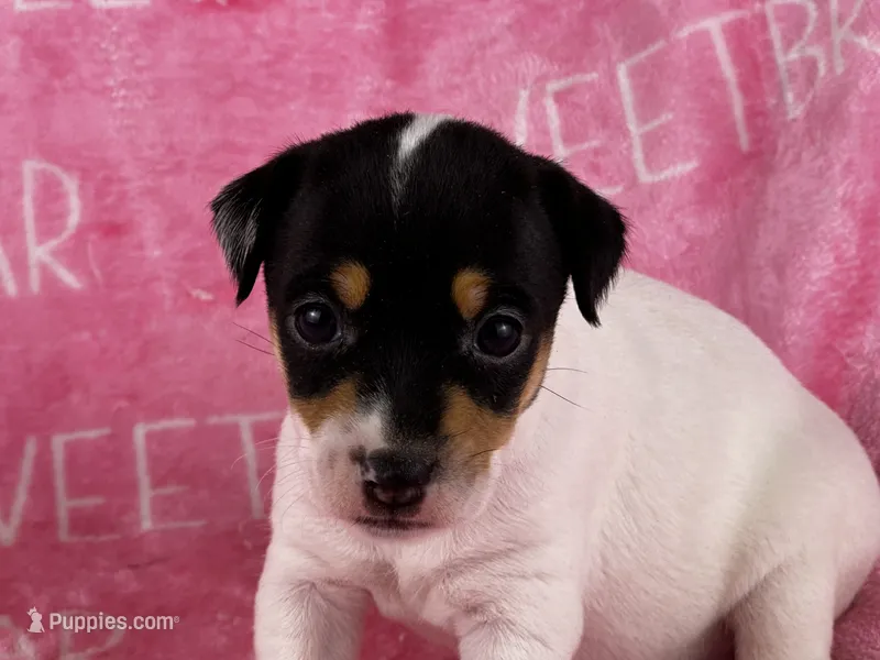 Stella – Jack Russell Terrier puppy for sale in Birmingham, AL