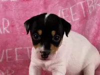 Stella, a female Jack Russell Terrier for sale in Birmingham, AL – 1 of 6