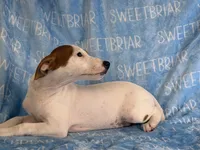 Petey JRT, a male Parson Russell Terrier for sale in Birmingham, AL – 6 of 9