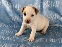 Jackson JRT, a male Parson Russell Terrier for sale in Birmingham, AL – 5 of 5