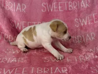 Dixie , a female Jack Russell Terrier for sale in Birmingham, AL – 3 of 9