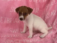 Cherry, a female Jack Russell Terrier for sale in Birmingham, AL – Photo 2 of 3