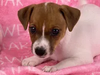 Cherry, a female Jack Russell Terrier for sale in Birmingham, AL – Photo 3 of 3