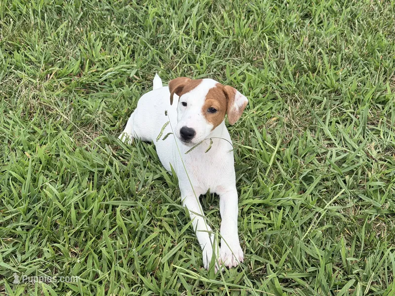 Petey JRT – Parson Russell Terrier puppy for sale in Birmingham, AL