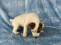 Petey, a male Jack Russell Terrier for sale in Birmingham, AL – 4 of 5
