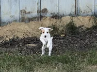 Pistol, a male Jack Russell Terrier for sale in Birmingham, AL – 9 of 9