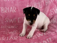 Stella JRT, a female Parson Russell Terrier for sale in Birmingham, AL – 2 of 6