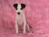 Gabby JRT, a female Parson Russell Terrier for sale in Birmingham, AL – 1 of 5