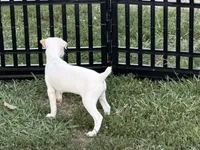 Pistol, a male Jack Russell Terrier for sale in Birmingham, AL – 8 of 9