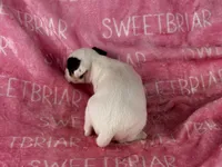 Piper , a female Jack Russell Terrier for sale in Birmingham, AL – 5 of 5