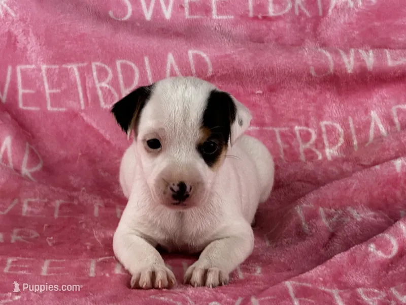 Piper  – Parson Russell Terrier puppy for sale in Birmingham, AL