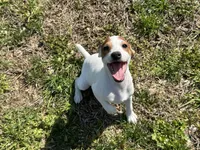 Raider JRT, a male Parson Russell Terrier for sale in Birmingham, AL – 4 of 7