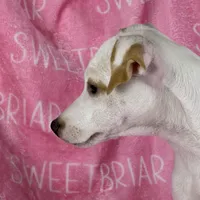 Dolly JRT, a female Parson Russell Terrier for sale in Birmingham, AL – Photo 4 of 4