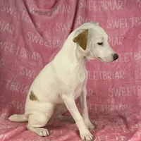 Dolly JRT, a female Parson Russell Terrier for sale in Birmingham, AL – Photo 2 of 4