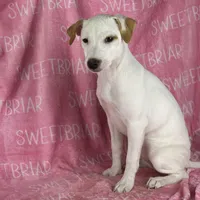 Dolly JRT, a female Parson Russell Terrier for sale in Birmingham, AL – Photo 1 of 4