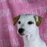 Dolly JRT, a female Parson Russell Terrier for sale in Birmingham, AL – Photo 3 of 4
