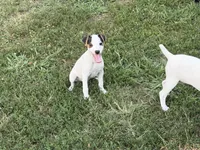 Gabby JRT, a female Parson Russell Terrier for sale in Birmingham, AL – 4 of 5