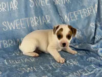 Patch JRT, a male Parson Russell Terrier for sale in Birmingham, AL – 3 of 6