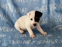 Sawyer , a male Jack Russell Terrier for sale in Birmingham, AL – 5 of 6
