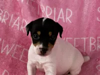 Stella, a female Jack Russell Terrier for sale in Birmingham, AL – 3 of 6