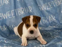 Parker , a male Jack Russell Terrier for sale in Birmingham, AL – 4 of 5