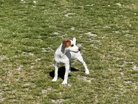 Ryder JRT , a male Parson Russell Terrier for sale in Birmingham, AL – 9 of 10