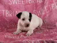Piper , a female Jack Russell Terrier for sale in Birmingham, AL – 4 of 5