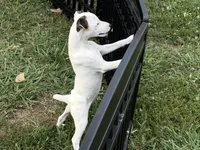 Piper , a female Parson Russell Terrier for sale in Birmingham, AL – 4 of 7