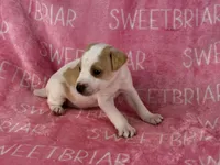 Dixie , a female Jack Russell Terrier for sale in Birmingham, AL – 5 of 9