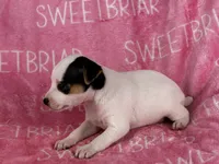 Gabby JRT, a female Parson Russell Terrier for sale in Birmingham, AL – 6 of 6