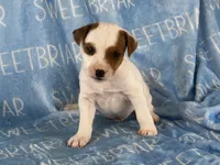 Porter JRT, a male Parson Russell Terrier for sale in Birmingham, AL – 1 of 6