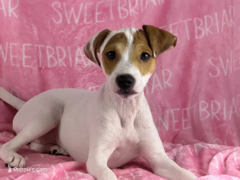 Poppy JRT  – Parson Russell Terrier puppy for sale in Birmingham, AL