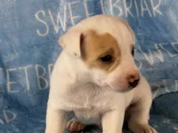 Pistol JRT, a male Parson Russell Terrier for sale in Birmingham, AL – 2 of 6