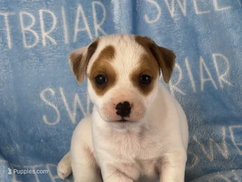 Patch JRT – Parson Russell Terrier puppy for sale in Birmingham, AL