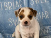 Patch JRT, a male Parson Russell Terrier for sale in Birmingham, AL – 1 of 6
