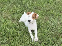 Petey, a male Jack Russell Terrier for sale in Birmingham, AL – 1 of 9