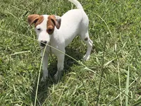 Petey JRT, a male Parson Russell Terrier for sale in Birmingham, AL – 4 of 9