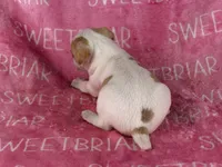Dixie , a female Jack Russell Terrier for sale in Birmingham, AL – 7 of 9