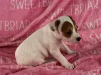 Poppy JRT , a female Parson Russell Terrier for sale in Birmingham, AL – 4 of 6