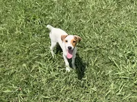 Porter JRT, a male Parson Russell Terrier for sale in Birmingham, AL – 1 of 5