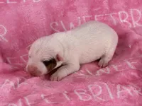 Rachel’s JRT pups, a female Parson Russell Terrier for sale in Birmingham, AL – Photo 4 of 4
