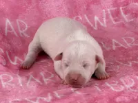 Rachel’s JRT pups, a female Parson Russell Terrier for sale in Birmingham, AL – Photo 3 of 4